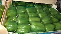 Перец болгарский зеленый