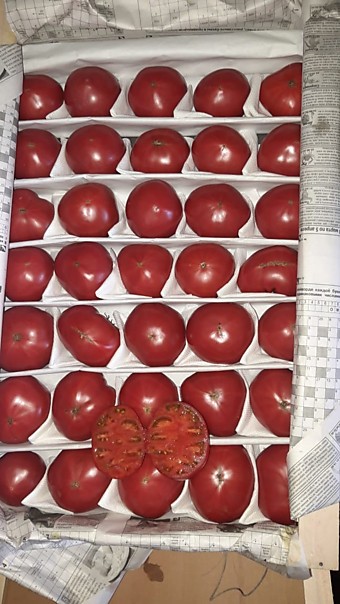 Помидоры Узбекистан